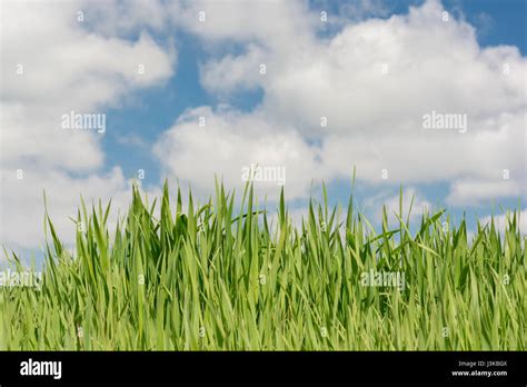 La pasto verde fresco contra el cielo azul metáfora de pasto