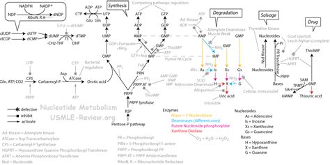 Nucleotide Metabolism Usmle Review