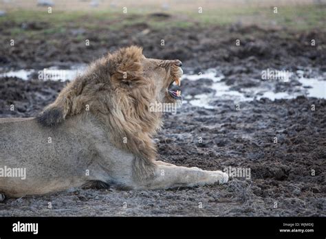 Lion roaring side view hi-res stock photography and images - Alamy