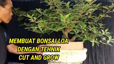 Membuat Bonsai Loa Dengan Tehnik Cut And Grow Youtube