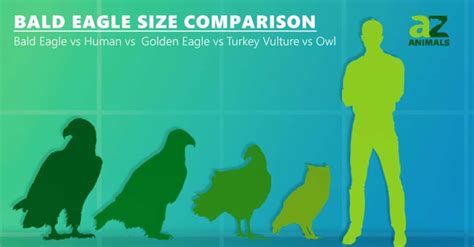 Turkey Vulture Size & Wingspan: Just How Big Are They? - A-Z Animals