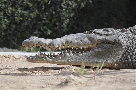 100+ Alligator Pictures | Download Free Images on Unsplash