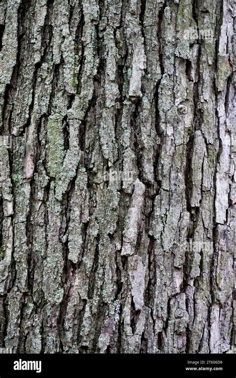 White Oak Bark Quercus Tree Bark Oak Trunk Quercus Alba Texture