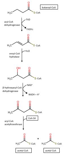 How Many Molecules Of Acetyl Coa Are Formed From Complete Quizlet