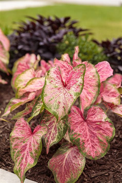 Heart To Heart Blushing Bride Sun Or Shade Caladium Caladium