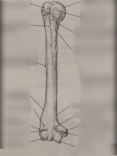 Humerus Label The Bony Landmarks Diagram Quizlet