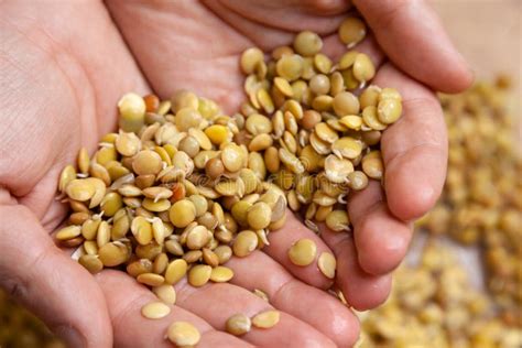 Hands Of Farmer Hand Holds Sprouted Lentils Stock Photo Image Of