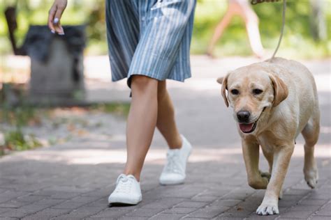 L Arthrose Chez Le Chien Sympt Mes Traitement Pr Vention Sant Vet