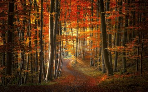 Wallpaper X Px Colorful Fall Forest Landscape Leaves