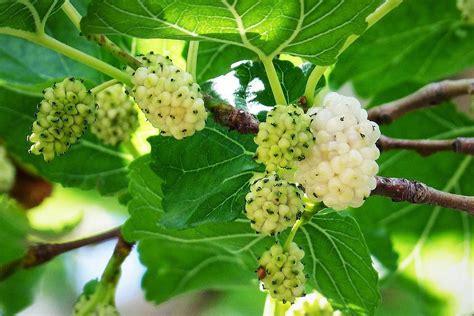 Mulberry Penang Tropical Fruit Farm