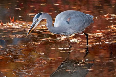 Louisiana Is Home To 12 Types Of Herons Nature Blog Network