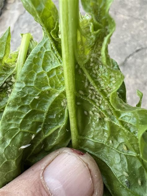 Tiny Clear Bugs On My Spinach Plant About The Size Of Rice Grain