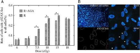 Figure 1 From The Influence Of Non Dna Targeted Effects On Carbon Ion