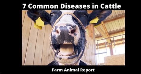 Common Diseases In Cattle