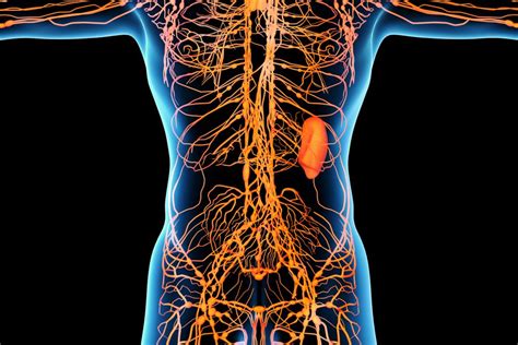 Układ limfatyczny budowa funkcje i choroby Jaki lekarz wylecz to