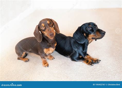 Miniature Dachshund Black And Tan Puppies