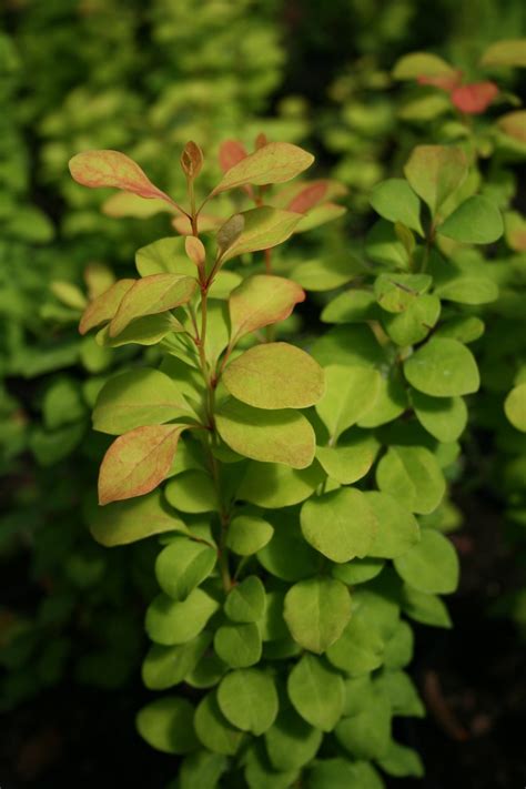 Berberys Thunberga Golden Tower Berberis Thunbergii Golden Tower