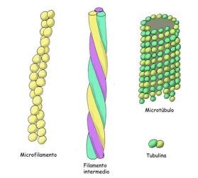 Sobre El Citoesqueleto Escuelapedia Recursos EducativosEscuelapedia