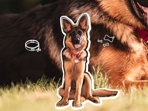 Are German Shepherds Prone To Bloat
