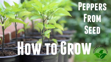 How To Grow Peppers From Seed Organically With Massive Yields Growing