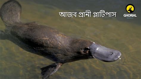 আজব প্রানী প্লাটিপাস Platypus Youtube