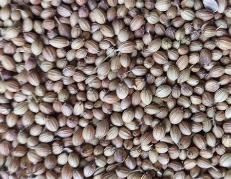 Grade Eagle Brown Badami Color Coriander Seed Form Seeds Kg At