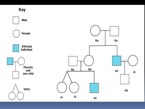 Mutations Sex Linked Traits Disorders Pedigrees Ppt Download