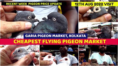 Cheapest Pigeon Seller Recent Pigeon Price At Garia Pet Market West