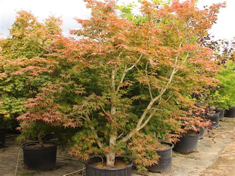 Buy Acer Palmatum Amber Ghost Specimen Conifer Kingdom