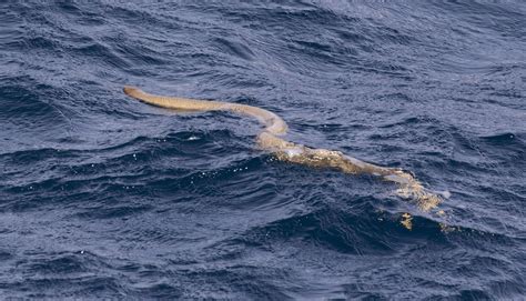 Venomous sea snake rises from depths in ‘surreal’ encounter