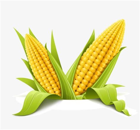 Hd Farm Simulation Vegetables Vector Material Corn, Hd Agricultural ...