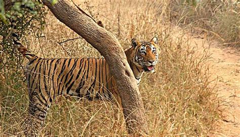 Day Trip In The Golden Triangle Of India With Ranthambore National