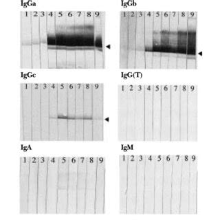 Western Immunoblot Analysis Of Sera Collected From Foal No 3 At 6 To