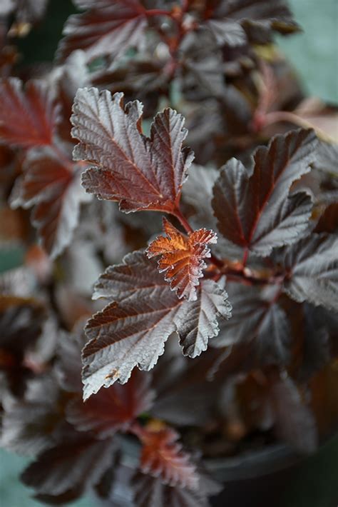 Fireside Ninebark Physocarpus Opulifolius Fireside In Columbus