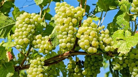 White Wine Grapes Kalem Djordjevic