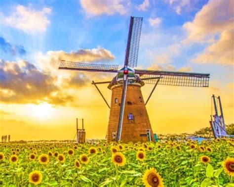 Sunflowers And The Windmill Landscapes Paint By Number Num Paint Kit