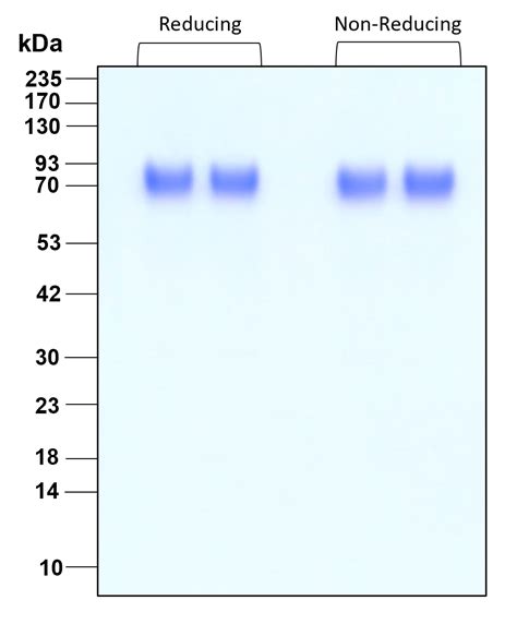 Proteintech Tpo Thrombopoietin Endotoxin Free Recombinant Protein