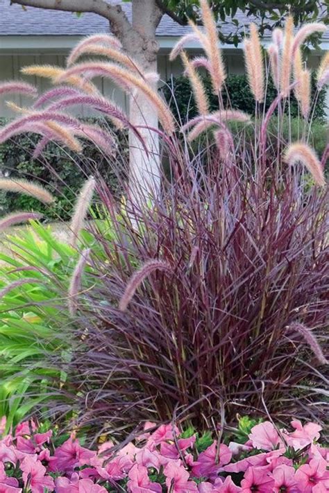 Ornamental Grass Landscape: Purple Flowers and Grass