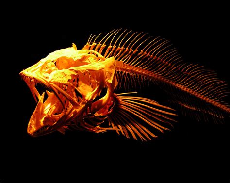 Skeleton Fish Free Photo Download | FreeImages