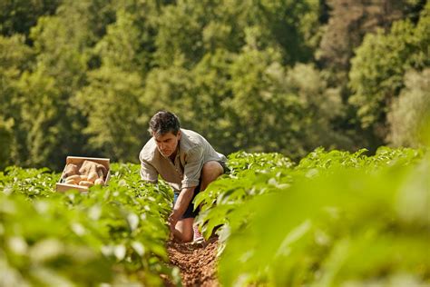 How Are Organic Foods Grown