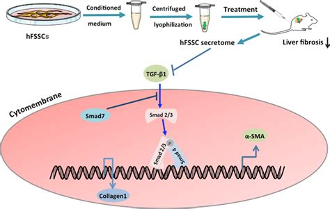 hFSSC secretome reduced liver fibrosis by regulating the TGF β Smad