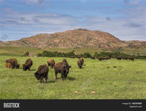 A small herd of American Bison often called Buffalo are seen feeding in ...