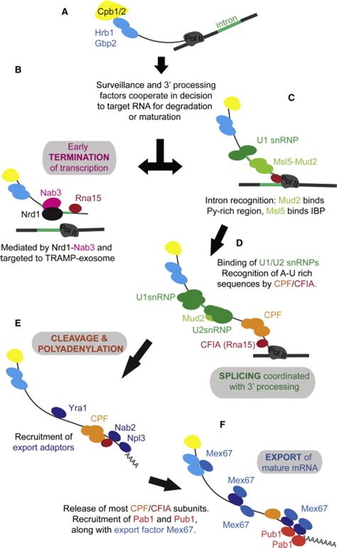 Lighting Up Pre Mrna Recognition Molecular Cell