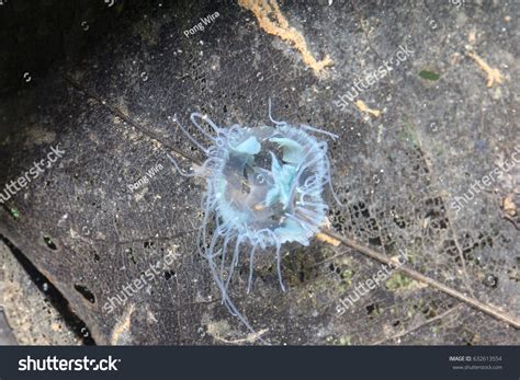 Freshwater Jellyfish Habitat Stock Photo 632613554 | Shutterstock