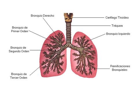 Los Bronquios Pulmonares Escuelapedia Recursos