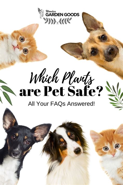 Which Houseplants are Safe for Pets? | Pet safe, Pets, Plants