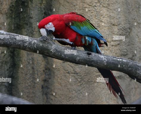 South American Red And Green Macaw Ara Chloropterus A K A Green