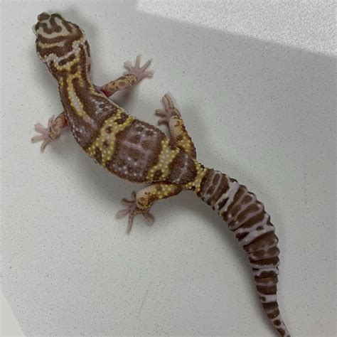 Mack Snow Albino Tremper Tangerine Leopard Gecko By Royal Pythons Cove