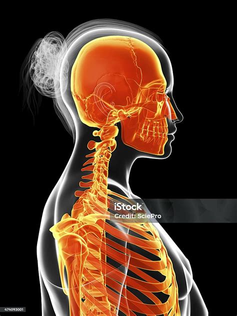 Female Orange Skeleton Stock Photo Download Image Now Adult