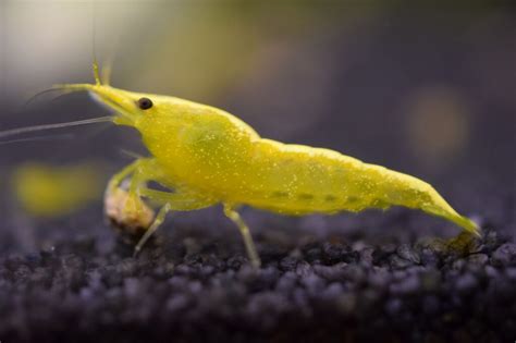 Yellow Shrimp - Alma Aquatics